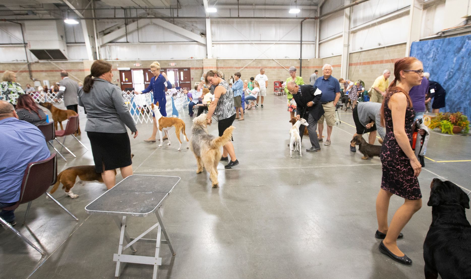 Yellowstone Valley Kennel Club All Breed Dog Show